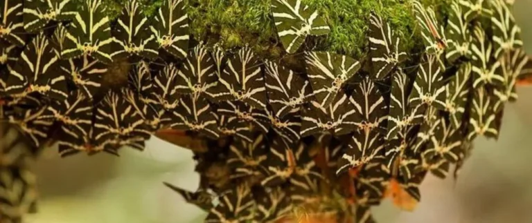 Lots and lots of butterflies clinging to a tree at the Butterflies Valley Rhodes