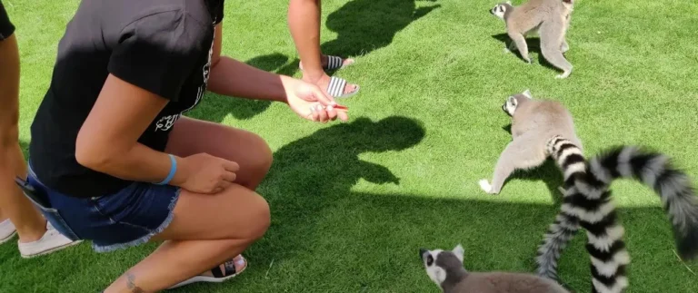 feeding Lemurs at the Farma of Rhodes Petting Zoo, Rhodes, Dodecanese