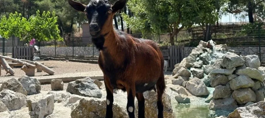 An alpine goat at the Farma of Rhodes Petting Zoo