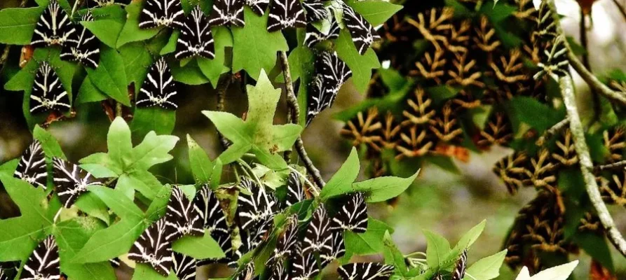 Lots of butterfliws on plants at the Butterflies Valley Rhodes, Dodecanese