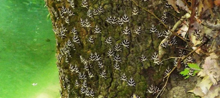 Lots of butterfliws on a tree at the Butterflies Valley Rhodes, Dodecanese