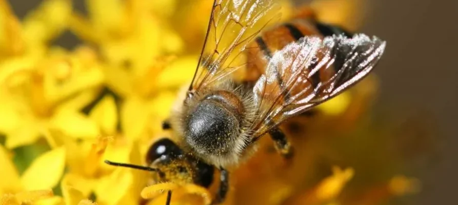 A honey bee at the Bee Museum of Rhodes