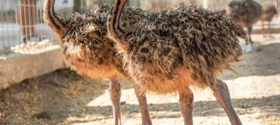 Two common Ostriches standing side by side at the Farma of Rhodes Petting Zoo