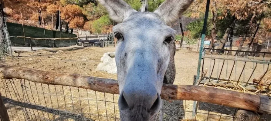 Close-up of a donkey at the Farma of Rhodes Petting Zoo