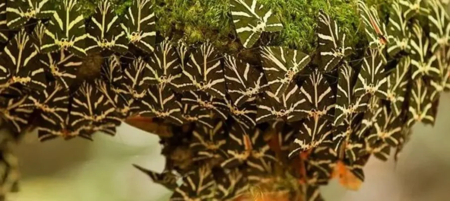 Lots and lots of butterflies clinging to a tree at the Butterflies Valley Rhodes