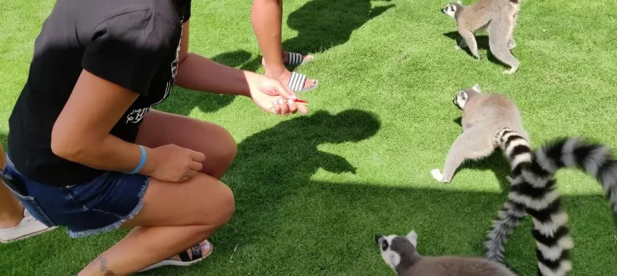 feeding Lemurs at the Farma of Rhodes Petting Zoo, Rhodes, Dodecanese