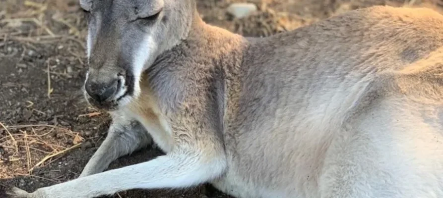 Kangaroo taking it easy lying down at the Farma of Rhodes Petting Zoo, Rhodes, Dodecanese