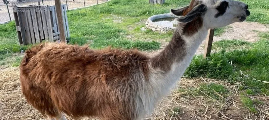 A Llama doing what LLamas do at the Farma of Rhodes Petting Zoo, Rhodes, Dodecanese