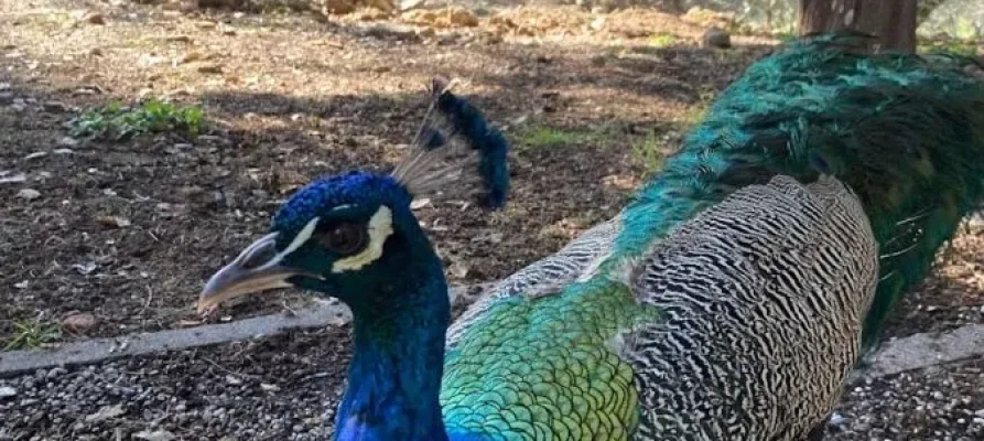 A lone peacock with feathers withdrawn at the Filerimos Monastery on the Greek island of Rhodes in the Dodecanese