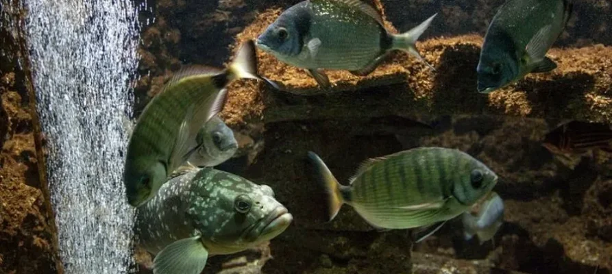 Lots of fish at the Aquarium of Rhodes