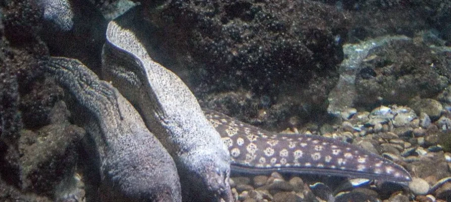 Two moray eels at the Aquarium of Rhodes