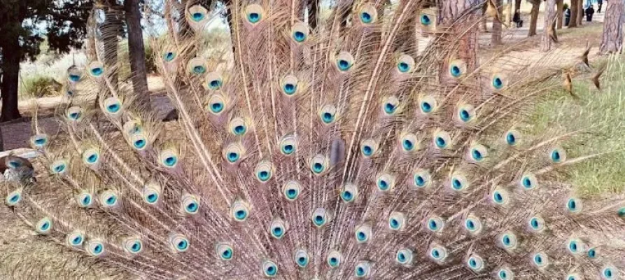 A lone peacock showing off his feathers at the Filerimos Monastery on the Greek island of Rhodes in the Dodecanese